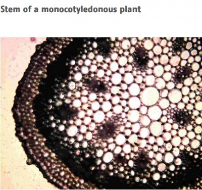 Μικροσκοπία/ Κυτταρική Βιολογία